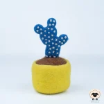 potted blue cactus